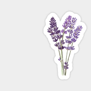 Lavander flowers art design tender purple Sticker